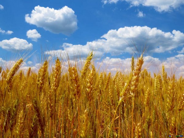 Рекордно высокие объемы продаж российской пшеницы за границу разоряют фермеров США